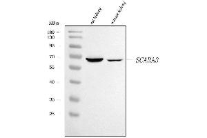 anti-Scavenger Receptor Class A, Member 3 (SCARA3) (AA 1-376) antibody