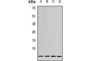 Western blot analysis of MIF expression in HEK293T (A), 22RV1 (B), Hela (C), HepG2 (D) whole cell lysates.