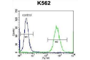 Flow Cytometry (FACS) image for anti-Cardiotrophin 1 (CTF1) antibody (ABIN2998336) (Cardiotrophin 1 antibody)