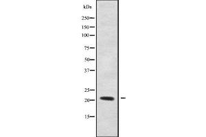 Western blot analysis of RHOXF1 using LOVO whole cell lysates (RHOXF1 antibody  (Internal Region))
