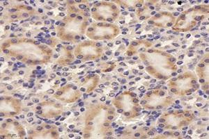 Immunohistochemistry analysis of paraffin-embedded rat kidney using,RISC (ABIN7075546) at dilution of 1: 4000 (SCPEP1 antibody)