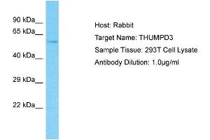 Host: Rabbit Target Name: THUMPD3 Sample Type: 293T Whole Cell lysates Antibody Dilution: 1. (THUMPD3 antibody  (N-Term))