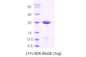 Figure annotation denotes ug of protein loaded and % gel used. (STX1A Protein (AA 1-226))