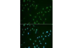 Immunofluorescence analysis of A549 cells using HSF2 antibody. (HSF2 antibody)