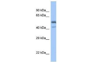 Western Blot showing SPDEF antibody used at a concentration of 1. (SPDEF/PSE antibody  (C-Term))