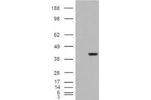 Image no. 2 for anti-Aryl Hydrocarbon Receptor Interacting Protein (AIP) (C-Term) antibody (ABIN374759)