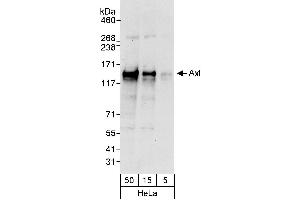Western Blotting (WB) image for anti-AXL Receptor tyrosine Kinase (AXL) (AA 250-300) antibody (ABIN7452872)