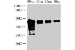 Western Blot Positive WB detected in Recombinant protein All lanes: Met antibody at 1:2000 Secondary Goat polyclonal to rabbit IgG at 1/50000 dilution Predicted band size: 42 kDa Observed band size: 45 kDa (c-MET antibody  (AA 1-329))