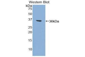 Western Blotting (WB) image for anti-Coagulation Factor II (thrombin) (F2) (AA 324-617) antibody (ABIN3207758) (Prothrombin antibody  (AA 324-617))