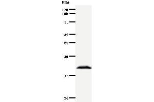 Western Blotting (WB) image for anti-Aryl Hydrocarbon Receptor Nuclear Translocator-Like 2 (ARNTL2) antibody (ABIN933097)