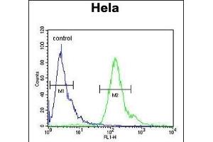 GT1 Antibody (C-term) (ABIN650929 and ABIN2839998) flow cytometric analysis of Hela cells (right histogram) compared to a negative control cell (left histogram). (MMGT1 antibody  (C-Term))