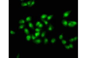 SOX21 antibody  (AA 25-126)