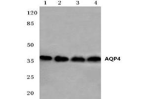 Western blot analysis of AQP4 Antibody at 1/500 dilution. (Aquaporin 4 antibody)