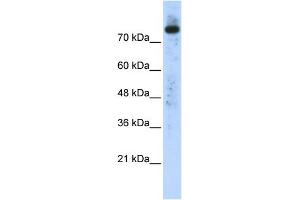 WB Suggested Anti-PLD2 Antibody Titration:  0.