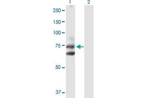 Western Blot analysis of HHIP expression in transfected 293T cell line by HHIP MaxPab polyclonal antibody.