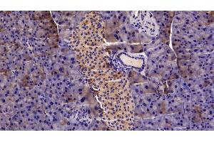 Detection of MGEA5 in Mouse Pancreas Tissue using Polyclonal Antibody to Meningioma Expressed Antigen 5 (MGEA5) (MGEA5 antibody  (AA 319-450))