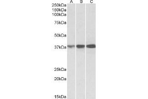 ABIN768561 (0. (IDH3A antibody  (C-Term))
