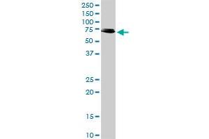 RIPK2 MaxPab rabbit polyclonal antibody. (RIPK2 antibody  (AA 1-540))