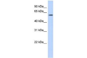 WB Suggested Anti-PGBD3 Antibody Titration:  0. (PGBD3 antibody  (N-Term))