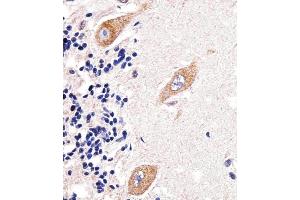 Immunohistochemical analysis of paraffin-embedded H. (PAPD4 antibody  (N-Term))