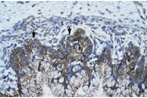 Immunohistochemical staining (Formalin-fixed paraffin-embedded sections) of human stomach with APOBEC3G polyclonal antibody  at 4-8 ug/mL working concentration.