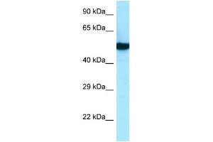 WB Suggested Anti-TUBB2B Antibody Titration: 1. (TUBB2B antibody  (N-Term))