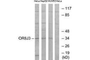 Western blot analysis of extracts from HeLa/HepG2/HuvEc cells, using OR8J3 Antibody. (OR8J3 antibody  (AA 232-281))