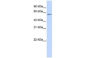 WB Suggested Anti-NR2C1 Antibody Titration:  0. (NR2C1 antibody  (N-Term))
