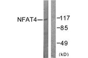 Western blot analysis of extracts from HeLa cells, treated with Ca+ 40nM 30', using NFAT4 (Ab-165) Antibody. (NFATC3 antibody  (AA 131-180))
