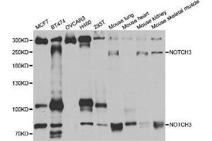 Western blot analysis of extracts of various cell lines, using NOTCH3 antibody. (NOTCH3 antibody)