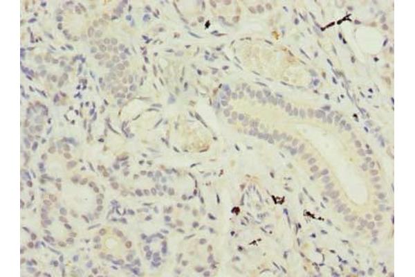 SUSD4 antibody  (AA 56-290)
