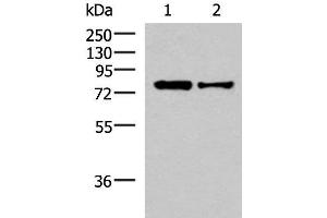 Western blot analysis of HepG2 and Hela cell lysates using KHSRP Polyclonal Antibody at dilution of 1:1000 (KHSRP antibody)