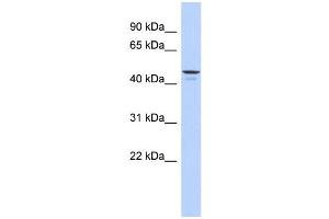 WB Suggested Anti-ENPP6 Antibody Titration: 0. (ENPP6 antibody  (Middle Region))