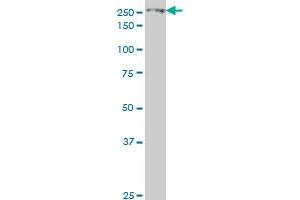 EIF4G1 antibody  (AA 1500-1599)