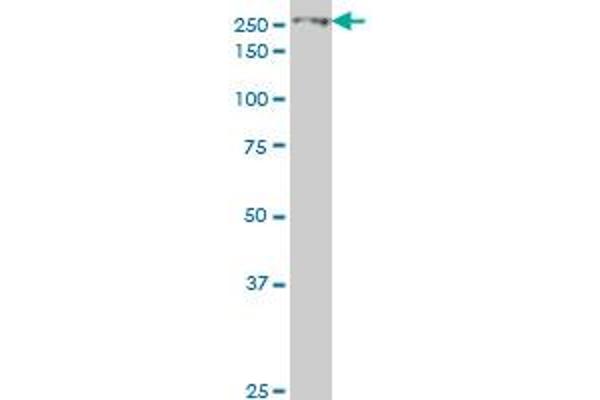 EIF4G1 antibody  (AA 1500-1599)