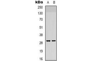 Western blot analysis of ATP5F1 expression in K562 (A), NIH3T3 (B) whole cell lysates. (ATP5F1 antibody)