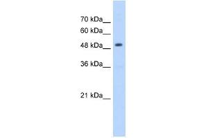 HMGCS2 antibody used at 5 ug/ml to detect target protein. (HMGCS2 antibody)