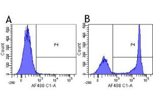 Flow-cytometry using anti-CD4 antibody MT310   Human lymphocytes were stained with an isotype control (panel A) or the rabbit-chimeric version of MT310 ( panel B) at a concentration of 1 µg/ml for 30 mins at RT. (Recombinant CD4 antibody)