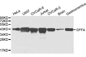 Western blot analysis of extracts of various cell lines, using DFFA antibody. (DFFA antibody)