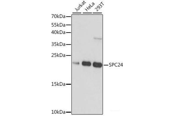 SPC24 anticorps