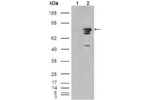 Western blot analysis using BRAF mouse mAb against HEK293T cells transfected with the pCMV6-ENTRY control (1) and pCMV6-ENTRY Braf cDNA (2). (BRAF antibody)