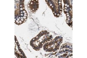 Immunohistochemical staining of human small intestine with KIAA0355 polyclonal antibody  shows cytoplasmic positivity in glandular cells at 1:20-1:50 dilution. (KIAA0355 antibody)