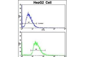 Flow cytometric analysis of HepG2 cells using CYP2J2 Antibody (N-term)(bottom histogram) compared to a negative control cell (top histogram). (CYP2J2 antibody  (N-Term))