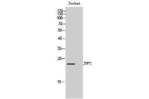 Western Blotting (WB) image for anti-Jun Dimerization Protein 2 (JDP2) (Tyr821) antibody (ABIN3175732) (JDP2 antibody  (Tyr821))