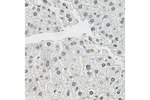 Immunohistochemistry of paraffin-embedded mouse liver using TCEB1 antibody.