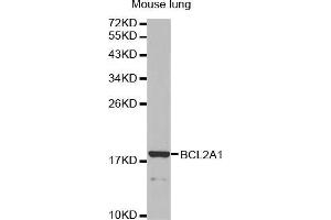 Western blot analysis of extracts of mouse lung, using BCL2A1 antibody (ABIN5970013). (BCL2A1 antibody)