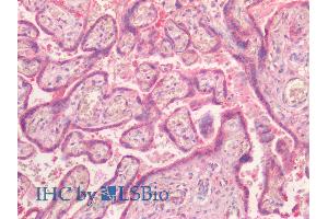 ABIN2851820 (5µg/ml) staining of paraffin embedded Human Placenta. (NR5A2 + LRH1 antibody  (AA 328-338))