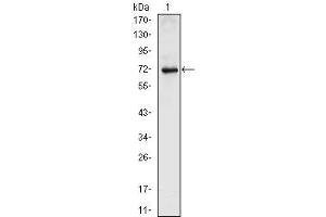 Western Blot showing NKX2. (NK2 Homeobox 5 antibody)