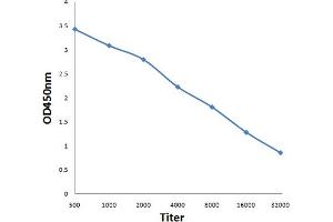 Antigen: 0. (S100A6 antibody  (AA 15-70))