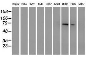Image no. 2 for anti-Membrane Protein, Palmitoylated 5 (MAGUK P55 Subfamily Member 5) (MPP5) antibody (ABIN1500023) (MPP5 antibody)